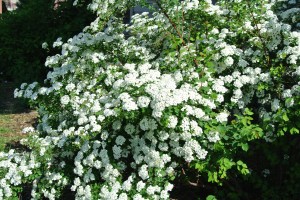 Bridal wreath in Spring