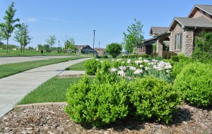 blooms in front