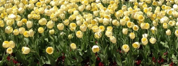 yellow tulips 