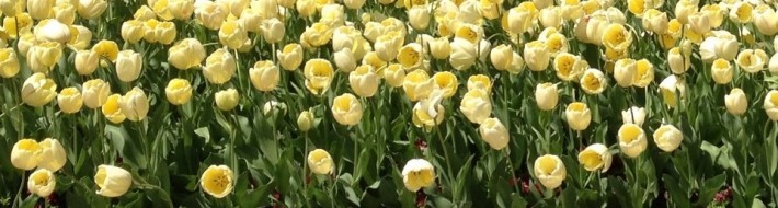 yellow tulips 